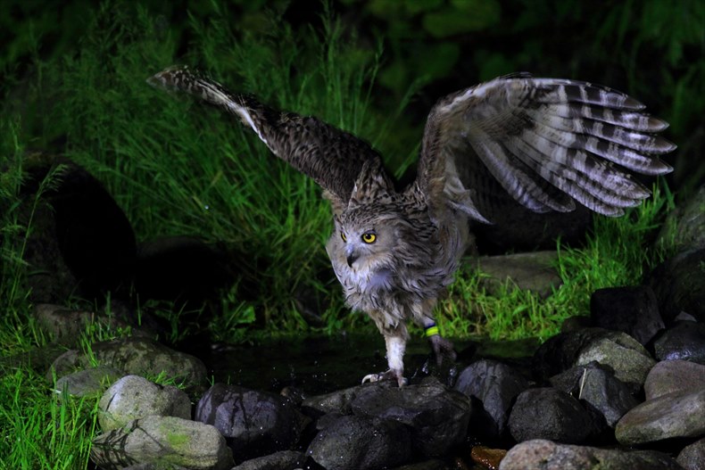 シマフクロウオブザバトリー（鷲の宿）での写真撮影に適したレンズ