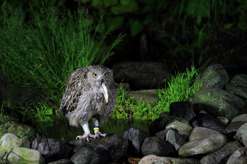 鷲の宿のシマフクロウの餌付けの始まり