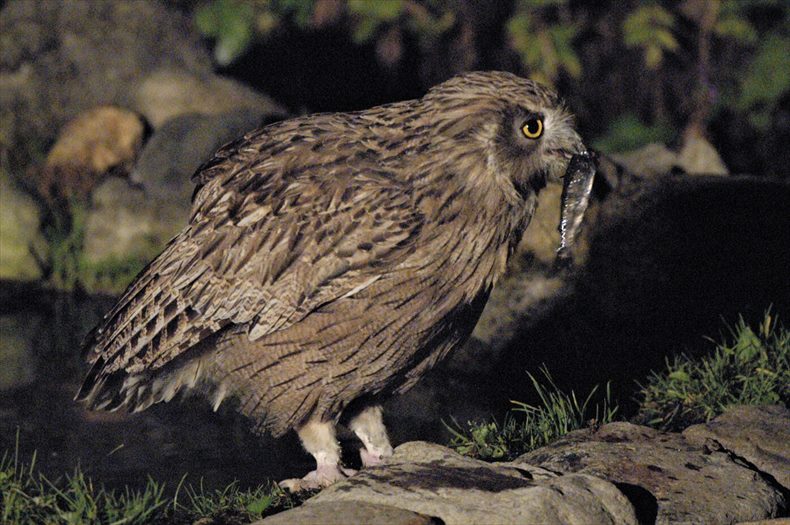 鷲の宿のシマフクロウの餌付け