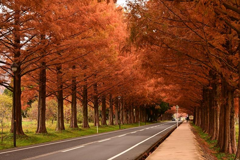 メタセコイア並木 紅葉