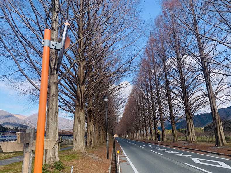 メタセコイア並木 見頃をはずしてがっかり