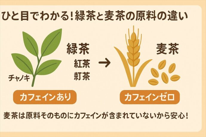 緑茶と麦茶の原料の違いを示す図解。左にチャノキの葉からカフェインを含む緑茶ができる流れ、右に大麦の粒からカフェインゼロの麦茶ができる流れが描かれている。